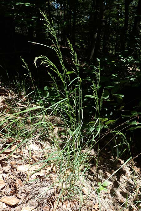 Poa nemoralis \ Hain-Rispengras / Wood Meadow Grass, D Neustadt an der Weinstraße 2.6.2019