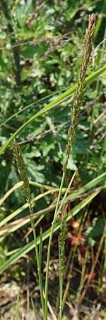 Festuca arundinacea \ Rohr-Schwingel, D Germersheim 4.6.2019