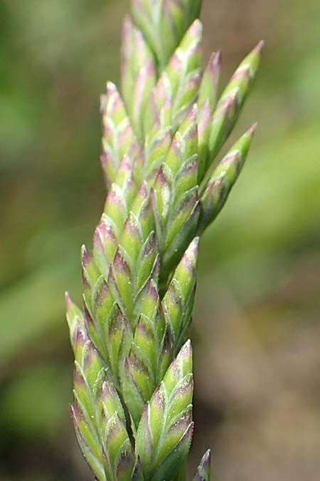 Festuca arundinacea \ Rohr-Schwingel, D Germersheim 4.6.2019