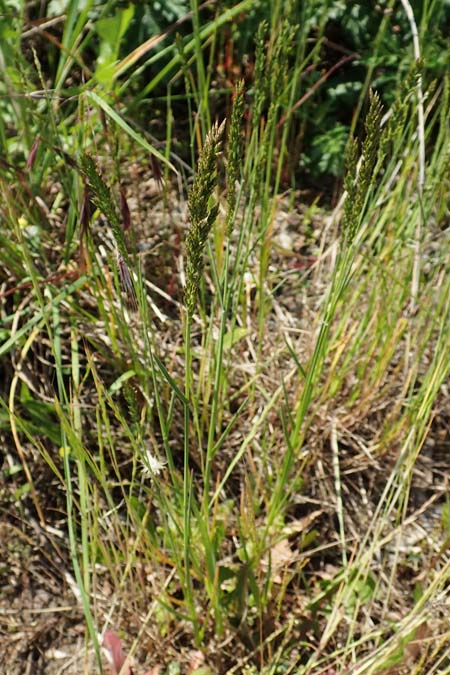 Festuca arundinacea \ Rohr-Schwingel, D Germersheim 4.6.2019