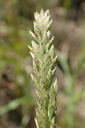 Festuca arundinacea \ Rohr-Schwingel, D Germersheim 4.6.2019