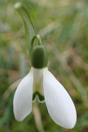 Galanthus elwesii x nivalis / Hybrid Snowdrop, D Mannheim 3.2.2022