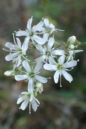 Gypsophila paniculata \ Schleierkraut / Chalk Plant, Baby's Breath, D Mainz 10.10.2018