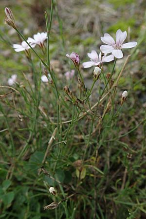 Petrorhagia saxifraga \ Steinbrech-Felsennelke, D Mannheim 15.10.2019