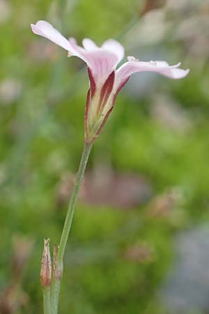 Petrorhagia saxifraga \ Steinbrech-Felsennelke, D Mannheim 15.10.2019