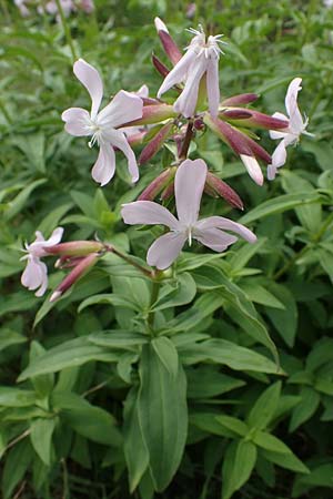 Saponaria officinalis \ Gemeines Seifenkraut / Soapwort, D Lampertheim 27.8.2021