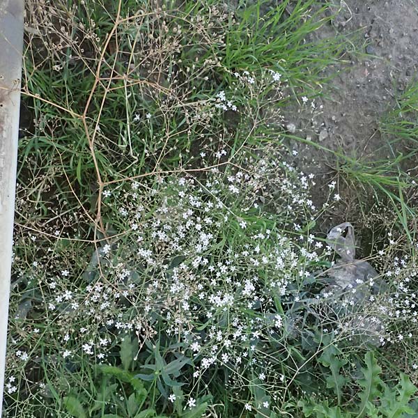 Gypsophila scorzonerifolia \ Schwarzwurzel-Gipskraut / Garden Baby's Breath, D Mannheim 10.9.2023