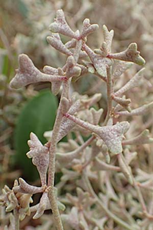 Halimione pedunculata \ Stielfrchtige Salzmelde / Pedunculate Sea Purslane, D Sachsen-Anhalt, Sülzetal-Sülldorf 27.9.2020