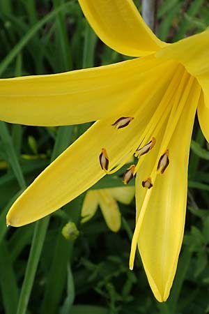 Hemerocallis lilioasphodelus \ Frhe Wiesen-Taglilie / Yellow Day Lily, Lemon Day Lily, D  20.5.2023