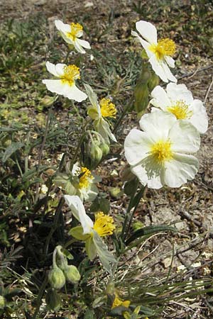 Helianthemum apenninum \ Apennin-Sonnenrschen / White Rock-Rose, D Karlstadt 30.4.2007