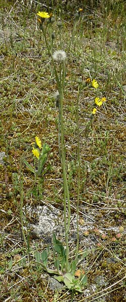 Hieracium aridum \ Trockenheitsliebendes Habichtskraut / Hawkweed, D Alsenz 6.6.2015