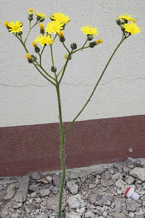 Hieracium arvicola \ Rain-Habichtskraut, D Theisbergstegen 24.5.2015