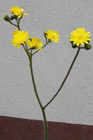 Hieracium arvicola \ Rain-Habichtskraut, D Theisbergstegen 24.5.2015