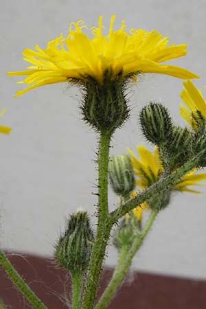 Hieracium arvicola \ Rain-Habichtskraut, D Theisbergstegen 24.5.2015