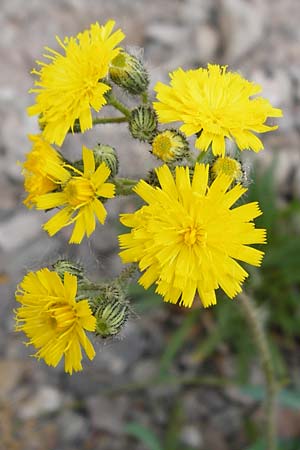 Hieracium arvicola \ Rain-Habichtskraut / Lynchet Hawkweed, D Theisbergstegen 24.5.2015