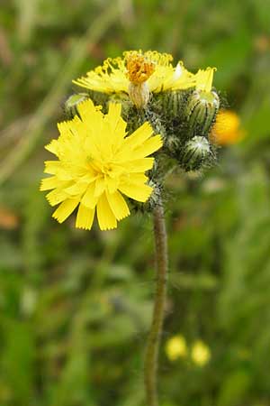 Hieracium arvicola \ Rain-Habichtskraut, D Theisbergstegen 24.5.2015