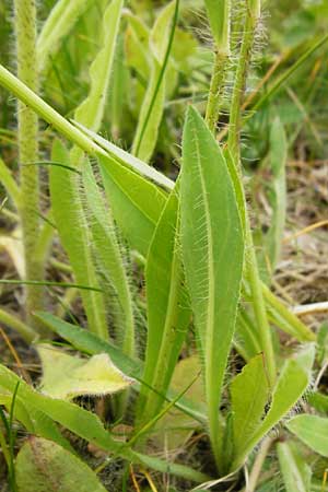 Hieracium arvicola \ Rain-Habichtskraut, D Theisbergstegen 24.5.2015