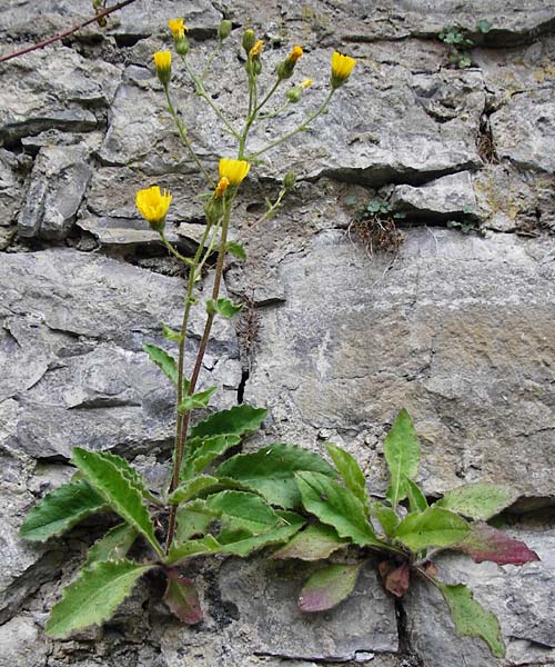 Hieracium amplexicaule \ Stngelumfassendes Habichtskraut / Sticky Hawkweed, D Bad Wimpfen 30.5.2015