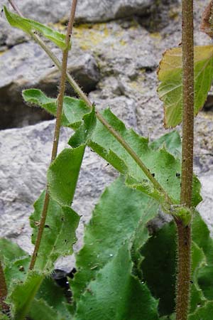 Hieracium amplexicaule \ Stngelumfassendes Habichtskraut / Sticky Hawkweed, D Bad Wimpfen 30.5.2015