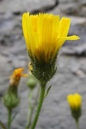 Hieracium amplexicaule \ Stngelumfassendes Habichtskraut / Sticky Hawkweed, D Bad Wimpfen 30.5.2015