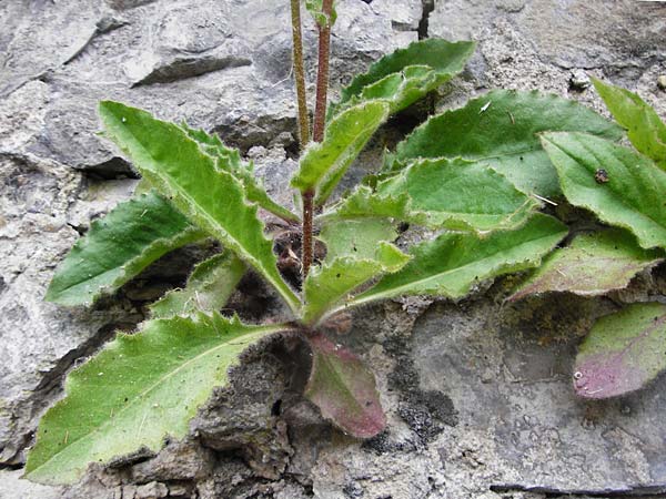 Hieracium amplexicaule \ Stngelumfassendes Habichtskraut / Sticky Hawkweed, D Bad Wimpfen 30.5.2015