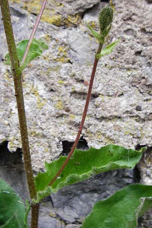 Hieracium amplexicaule \ Stngelumfassendes Habichtskraut / Sticky Hawkweed, D Bad Wimpfen 30.5.2015