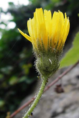 Hieracium amplexicaule \ Stngelumfassendes Habichtskraut / Sticky Hawkweed, D Bad Wimpfen 30.5.2015