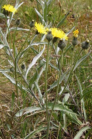 Hieracium aridum \ Trockenheitsliebendes Habichtskraut / Hawkweed, D Alsenz 6.6.2015