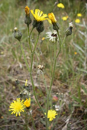 Hieracium aridum \ Trockenheitsliebendes Habichtskraut / Hawkweed, D Alsenz 6.6.2015