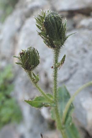 Hieracium amplexicaule \ Stngelumfassendes Habichtskraut / Sticky Hawkweed, D Pfronten 28.6.2016