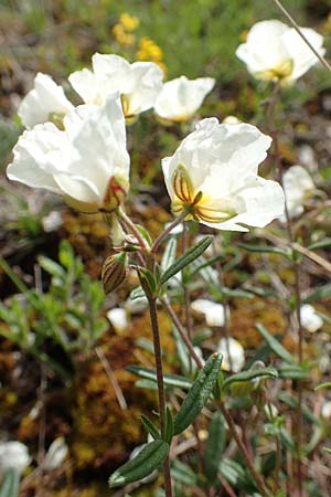 Helianthemum apenninum \ Apennin-Sonnenrschen, D Werbach 20.5.2017