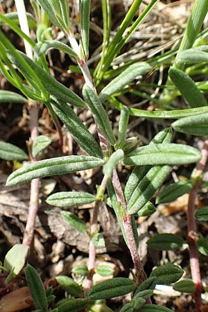 Helianthemum apenninum \ Apennin-Sonnenrschen / White Rock-Rose, D Werbach 20.5.2017