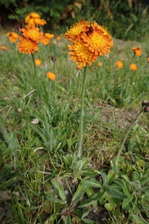 Hieracium aurantiacum \ Orangerotes Habichtskraut, D Dortmund 22.5.2018