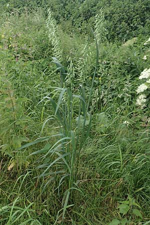 Avena sativa \ Saat-Hafer / Common Oat, D Aachen-Orsbach 13.6.2019