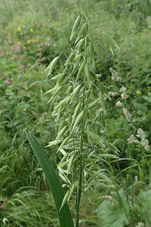 Avena sativa \ Saat-Hafer / Common Oat, D Aachen-Orsbach 13.6.2019