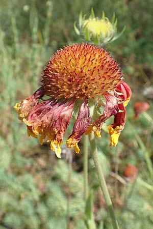 Helenium autumnale \ Herbst-Sonnenbraut / Sneezeweed, D Seeheim an der Bergstraße 24.6.2019