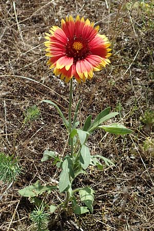 Helenium autumnale \ Herbst-Sonnenbraut, D Seeheim an der Bergstraße 24.6.2019