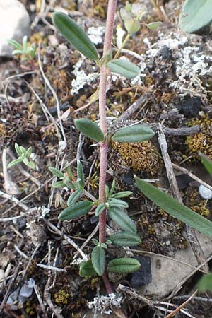 Helianthemum apenninum \ Apennin-Sonnenrschen / White Rock-Rose, D Werbach 3.5.2021