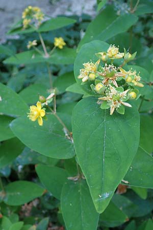 Hypericum androsaemum \ Blut-Johanniskraut, Mannsblut, D Mannheim 10.6.2023