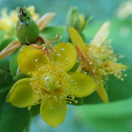 Hypericum androsaemum \ Blut-Johanniskraut, Mannsblut / Tutsan, D Mannheim 10.6.2023