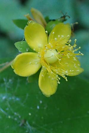 Hypericum androsaemum \ Blut-Johanniskraut, Mannsblut, D Mannheim 10.6.2023