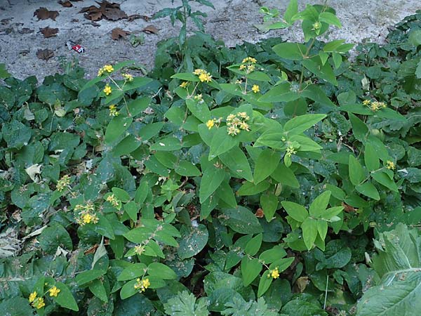 Hypericum androsaemum \ Blut-Johanniskraut, Mannsblut / Tutsan, D Mannheim 10.6.2023