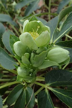 Helleborus argutifolius \ Korsische Nieswurz / Corsian Hellebore, D Ludwigshafen 9.2.2024