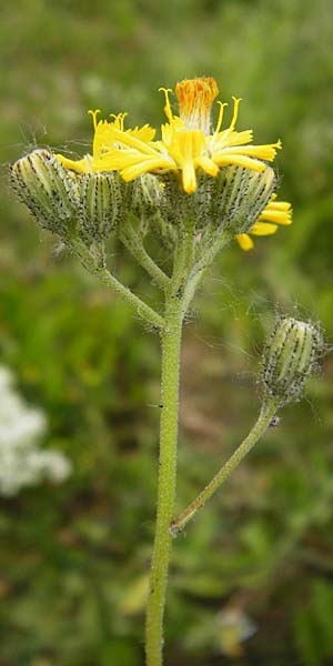 Hieracium bauhini \ Ungarisches Habichtskraut / Bauhin's Hawkweed, D Theisbergstegen 24.5.2015