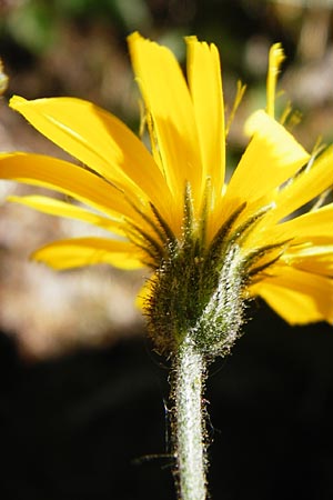 Hieracium bifidum / Hawkweed, D Hechingen 3.6.2015