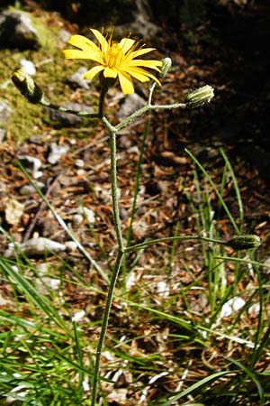 Hieracium bifidum \ Gabeliges Habichtskraut / Hawkweed, D Hechingen 3.6.2015