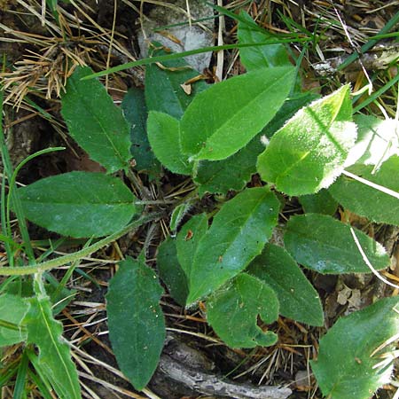 Hieracium bifidum \ Gabeliges Habichtskraut / Hawkweed, D Hechingen 3.6.2015