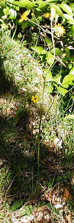 Hieracium bifidum \ Gabeliges Habichtskraut / Hawkweed, D Hechingen 3.6.2015