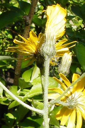 Hieracium bifidum / Hawkweed, D Hechingen 3.6.2015