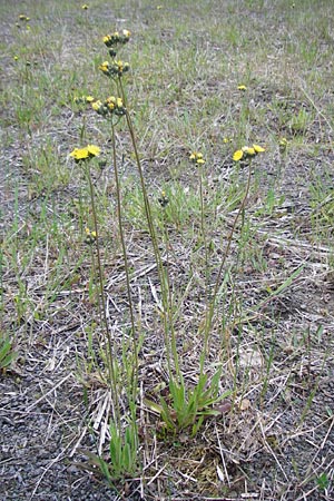 Hieracium bauhini \ Ungarisches Habichtskraut / Bauhin's Hawkweed, D Alsenz 6.6.2015